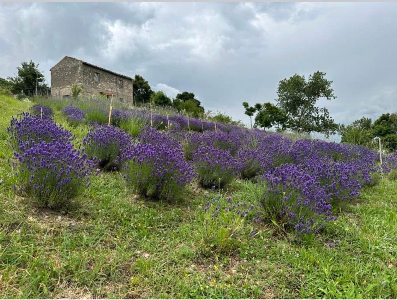 Mariella Vernile Civitella Roveto Exterior foto